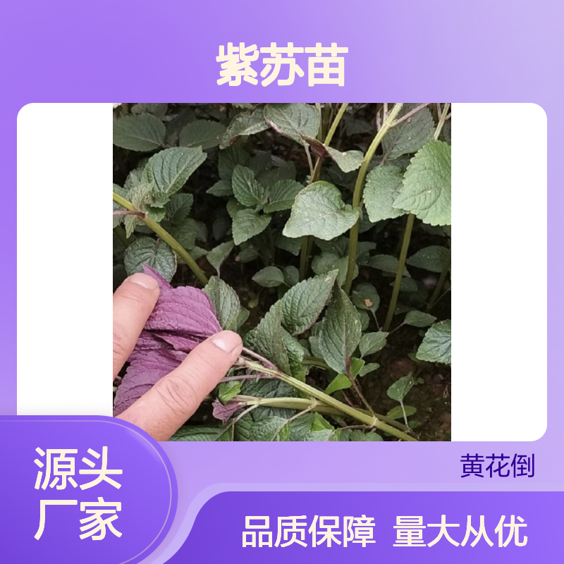紫苏种植主产区 优质紫苏苗批发 基地直供 技术成熟