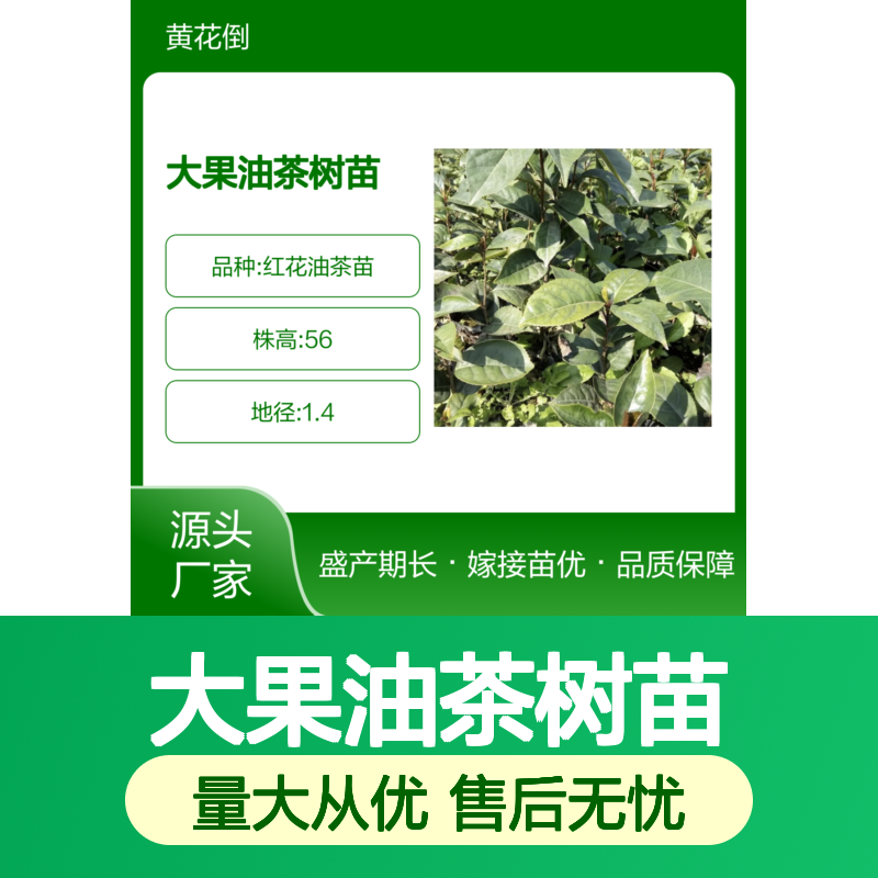 大果油茶树苗 百年老树 高产量高出油率 技术领先