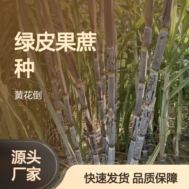 精选绿皮果蔗种 砍种浸种 易于萌发 专线直达 全国配送