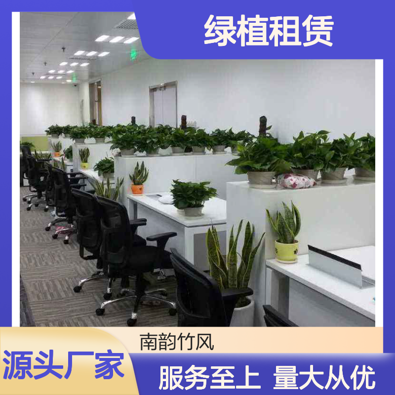 绿植租赁服务 南韵竹风厂家直供 品种多样 成活率高