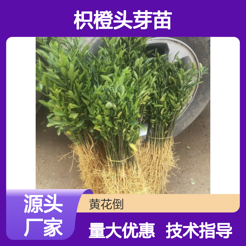 枳橙头芽苗 基地直供 种植技术指导 抗病性强 耐寒耐旱