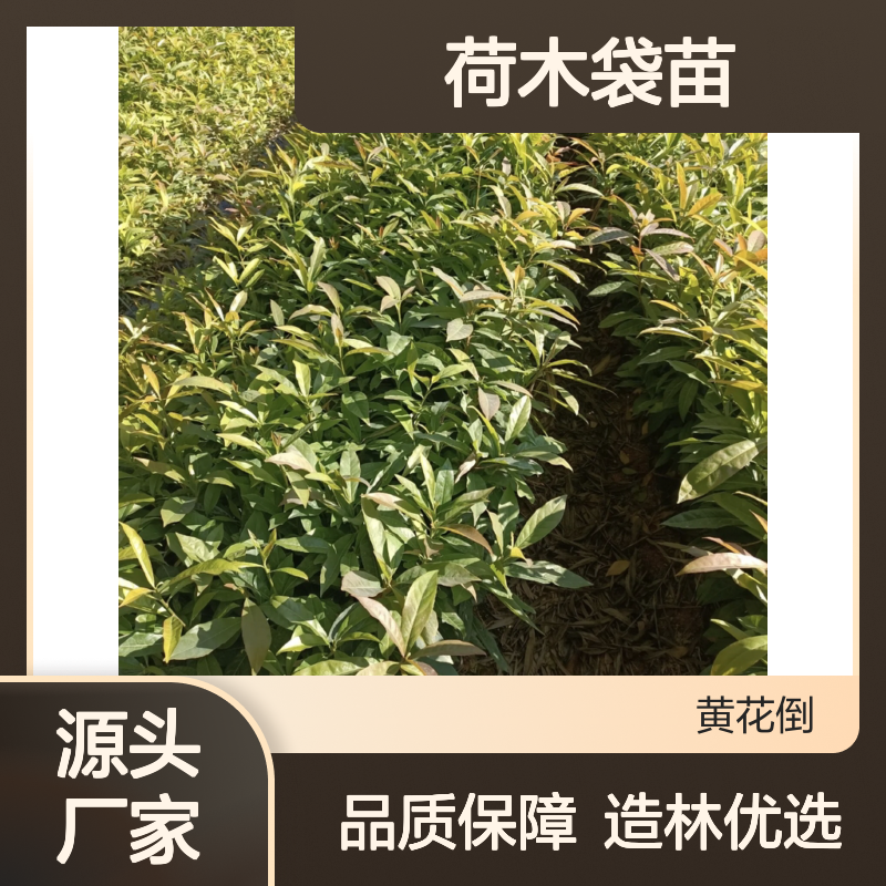 荷木袋苗 大乔木品种 种植基地直供 适应性强 防火特长