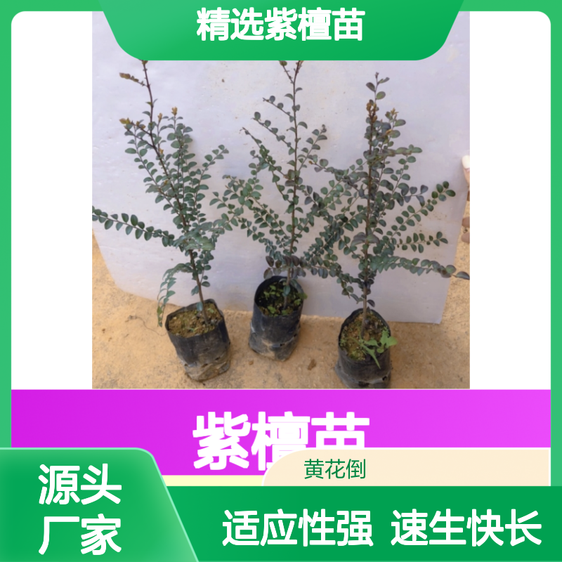 精选紫檀苗 批发种植 园林优选 速生快长 适应性强