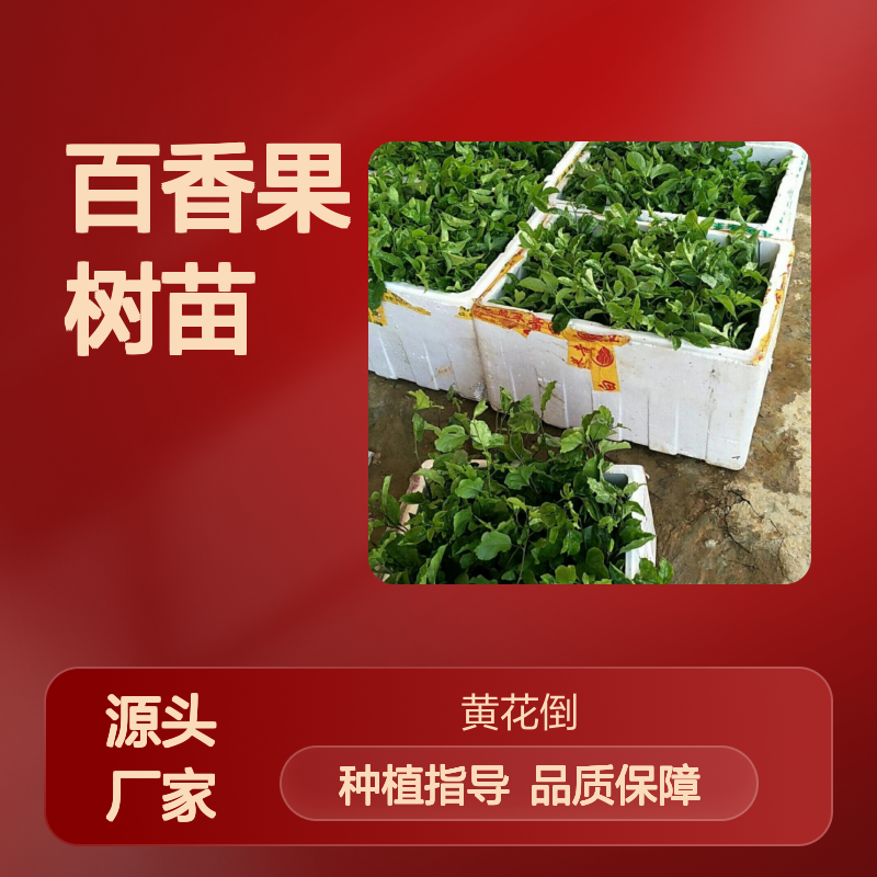 批发台农百香果树苗 园艺优选 高产稳产 抗病虫害
