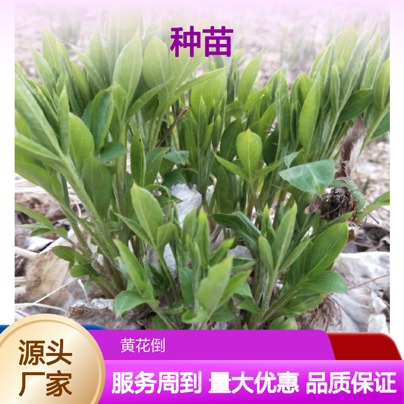 仓术种苗 园林绿化药材优选 多年生草本 易于繁育