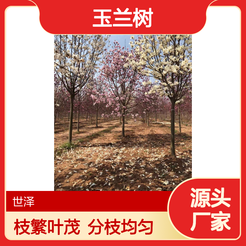 红 白 紫 玉兰树 8-10-12-15公分 枝繁叶茂 分枝点均匀 精心种植