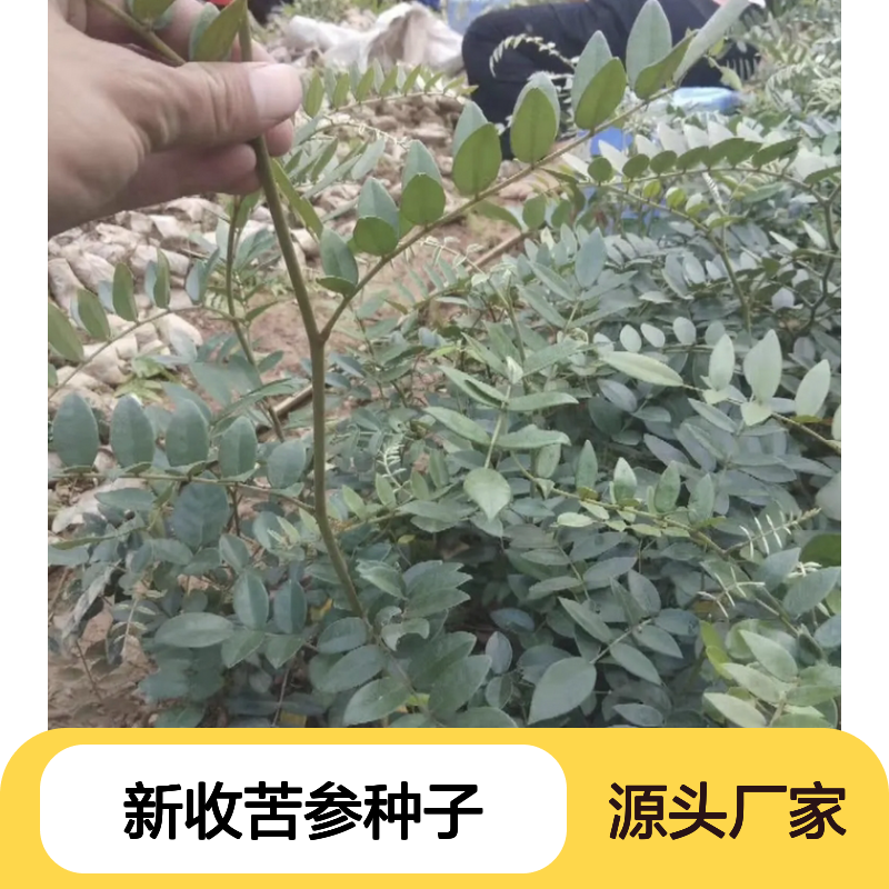 当年新收苦参种子 产地一手货源免费技术指导