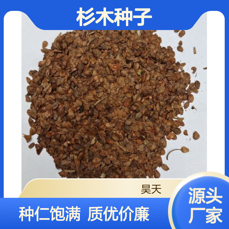 杉木种子 基地自采 种仁饱满无杂质 昊天园林刺杉种源