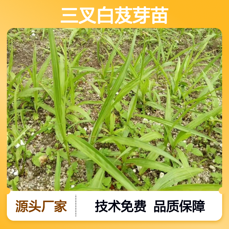 三叉白芨芽苗 产地批发 种植技术 管理方便 草本健壮