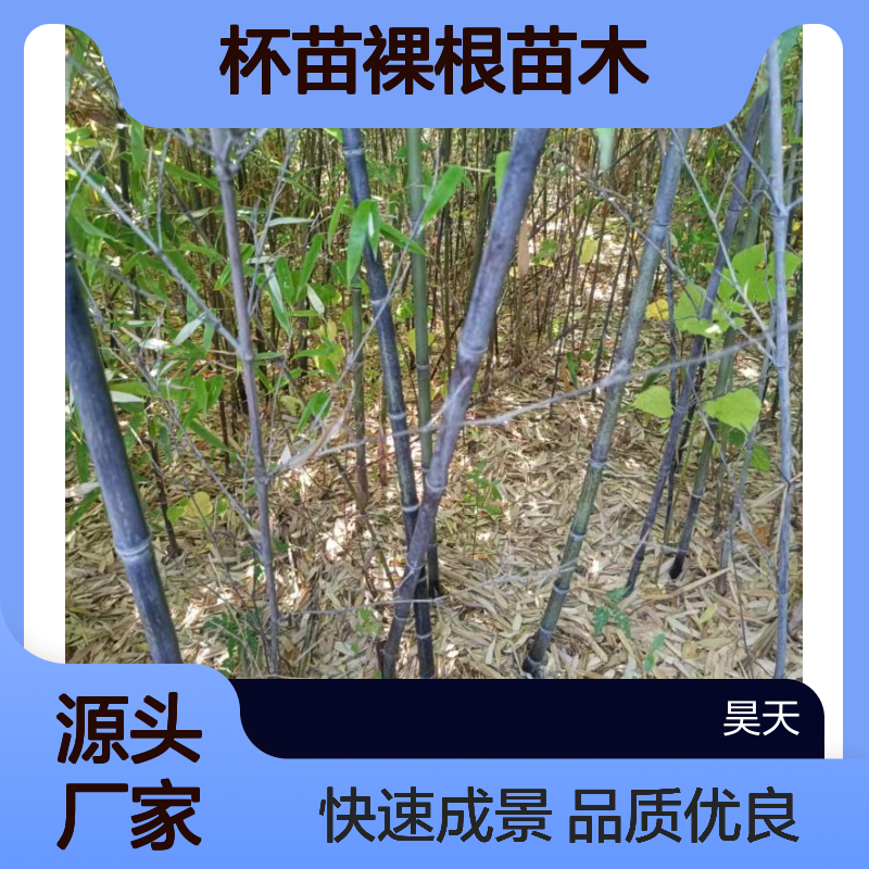 1-3公分紫竹苗木 观杆竹类林植成景 杯苗裸根苗木