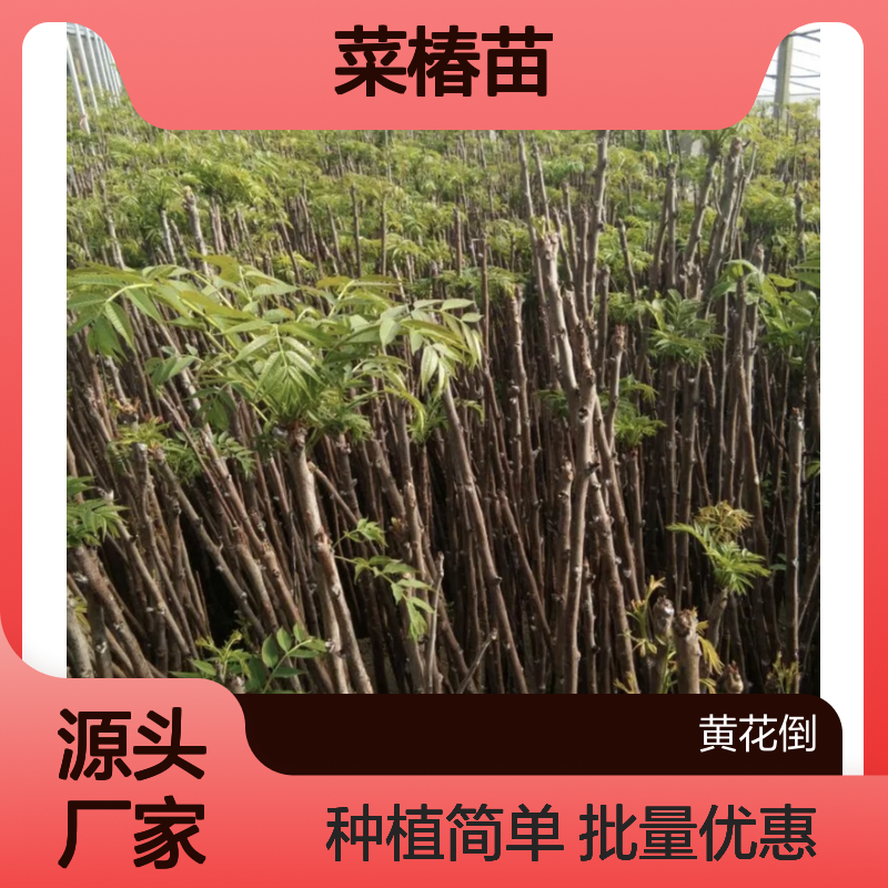 优质菜椿苗批发 种植主产区直发 品种齐全 矮化栽培