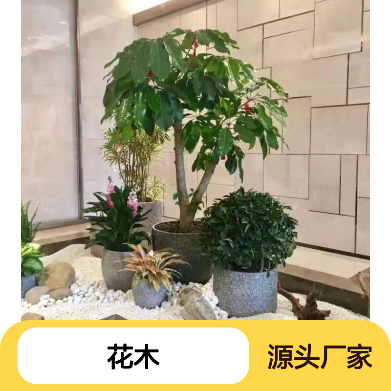 南韵竹风花木租摆 服务全面 品质如一 成活率高