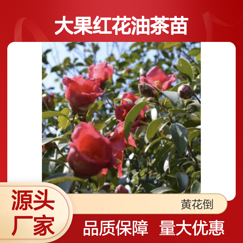 大果红花油茶苗 基地直供 嫁接苗 抗寒耐热 观赏价值
