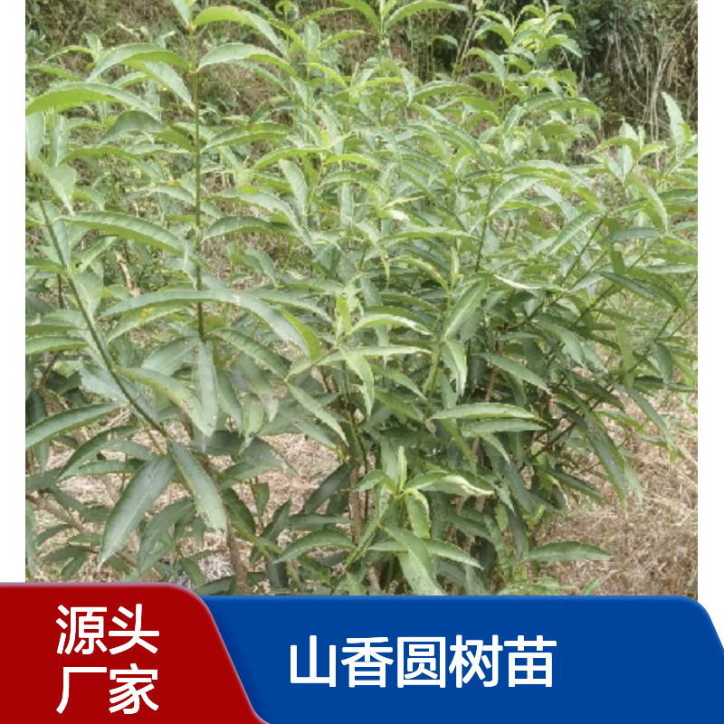 农户直供山香圆树苗 购买数量达到要求全国专线车直达送货