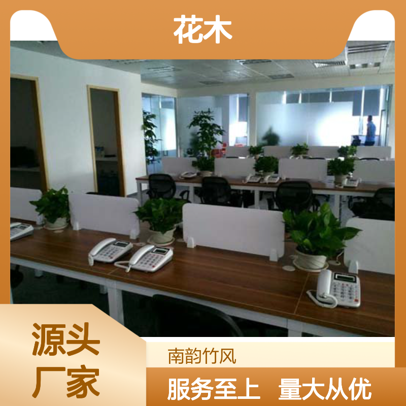 南韵竹风 花木租赁 绿植护理 厂家直供 成活率高