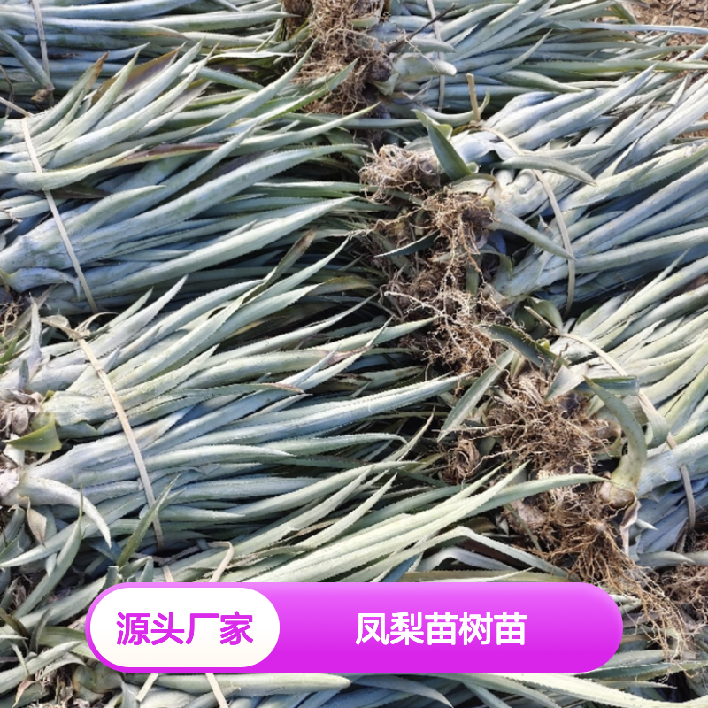 凤梨苗树苗 批发种植 主产区直供 茁壮成长 质爽脆甜