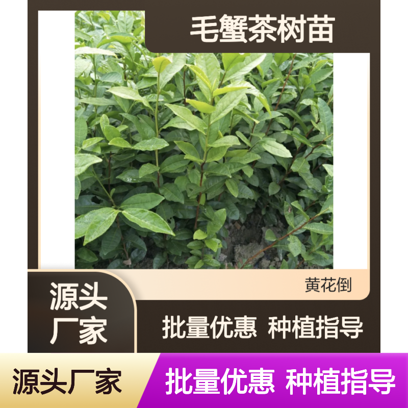 毛蟹茶树苗 百亩园直供 品种纯正 成活率高 易于养护