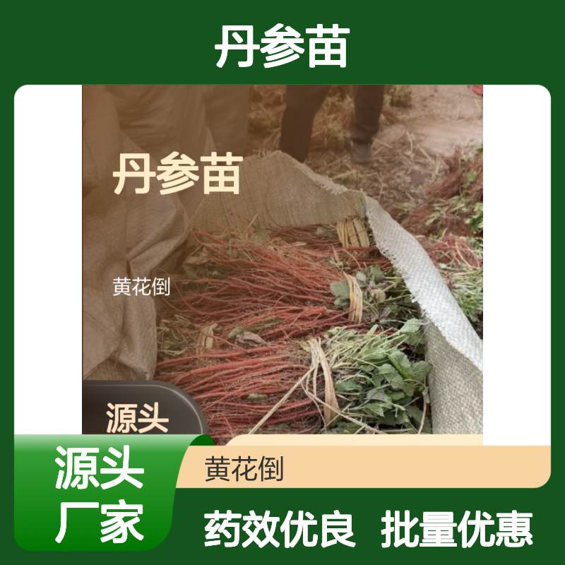 丹参种植园直供 常绿灌木丹参苗 药效显著 生长迅速
