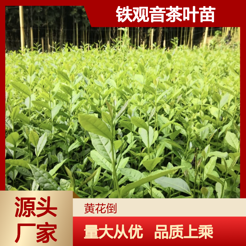 铁观音茶叶苗 基地直供 批发优选 品质保证 种植专家