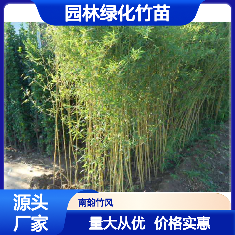 小青竹 园林绿化竹苗种植 庭院景观施工养护护理