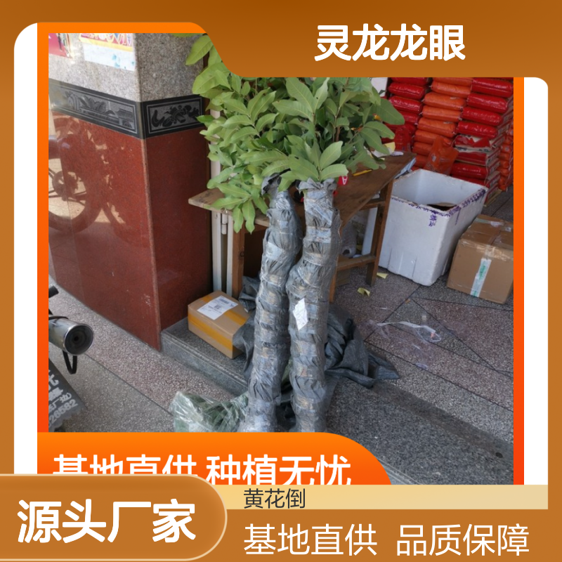 灵龙龙眼实生树苗 基地直供包种植技术 品质上乘