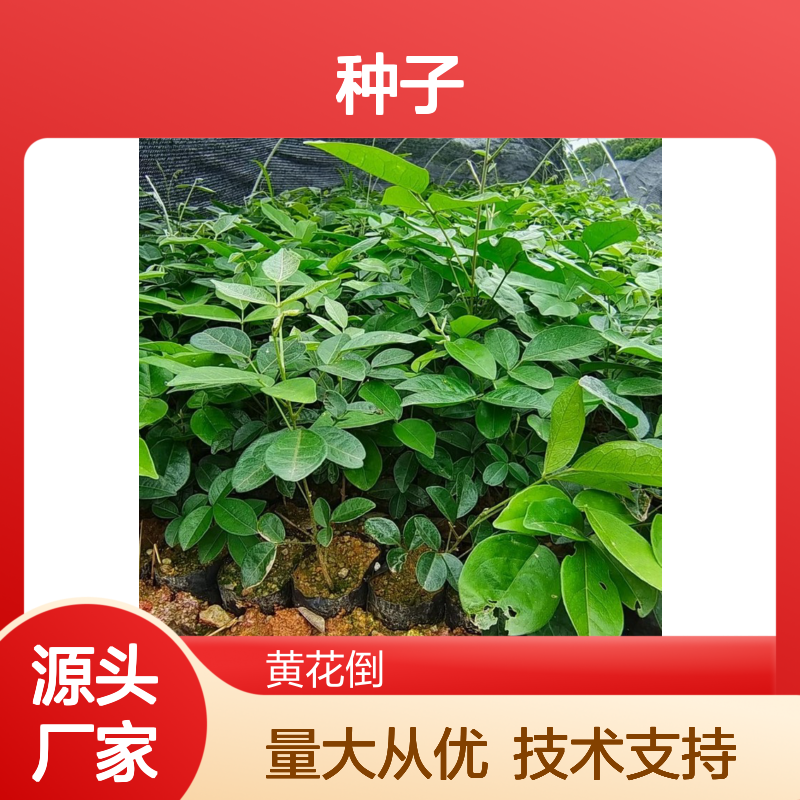 纯新牛大力种子 科学种植指导 药效显著 易于管理