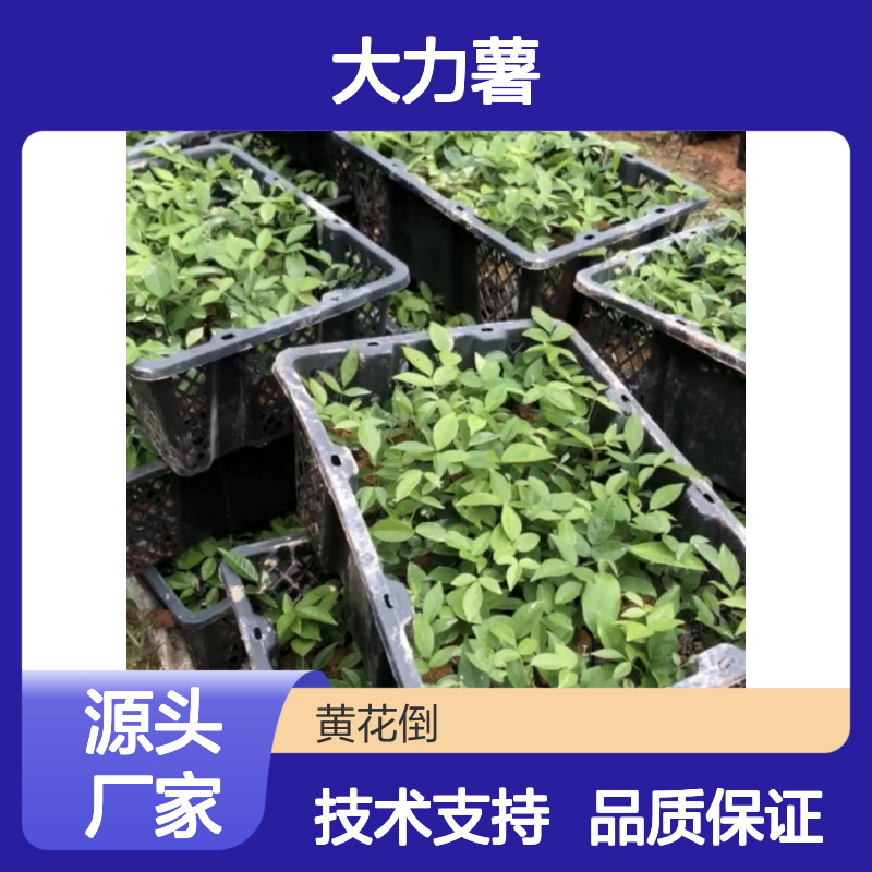 当年新采大力薯种子 科学种植指导 直供基地 技术支持