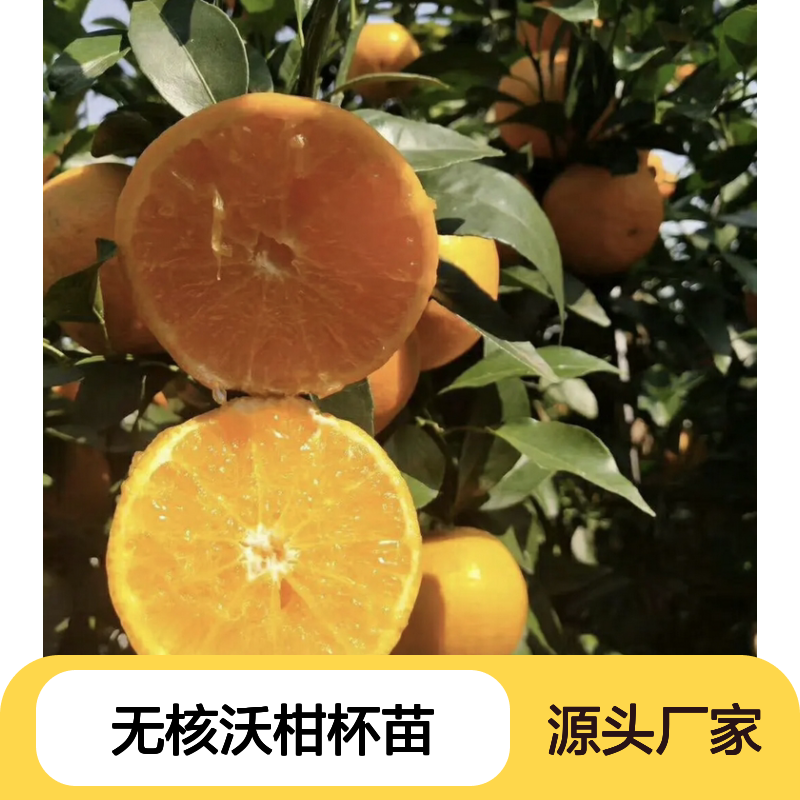 无核沃柑杯苗 晚熟杂交品种 长势旺盛 挂果力强