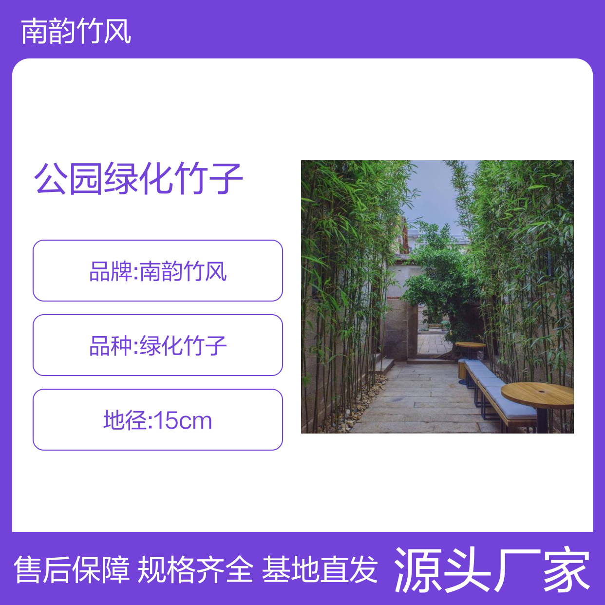 观音竹 公园绿化竹子养护 庭院竹苗施工 南韵竹风 保障售后