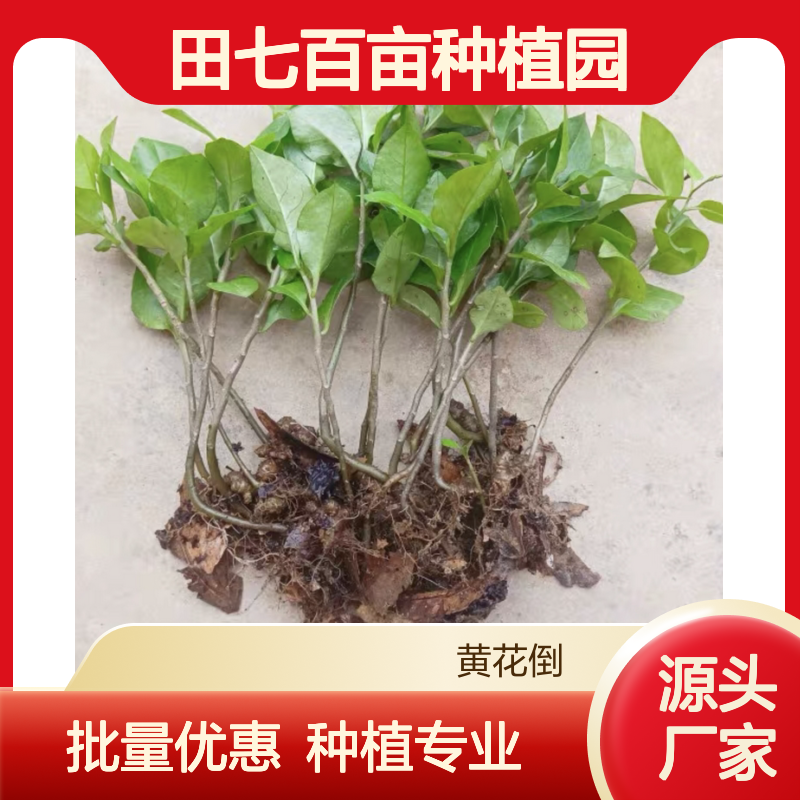 田七百亩种植园 优质田七种苗 基地直供 管理精细