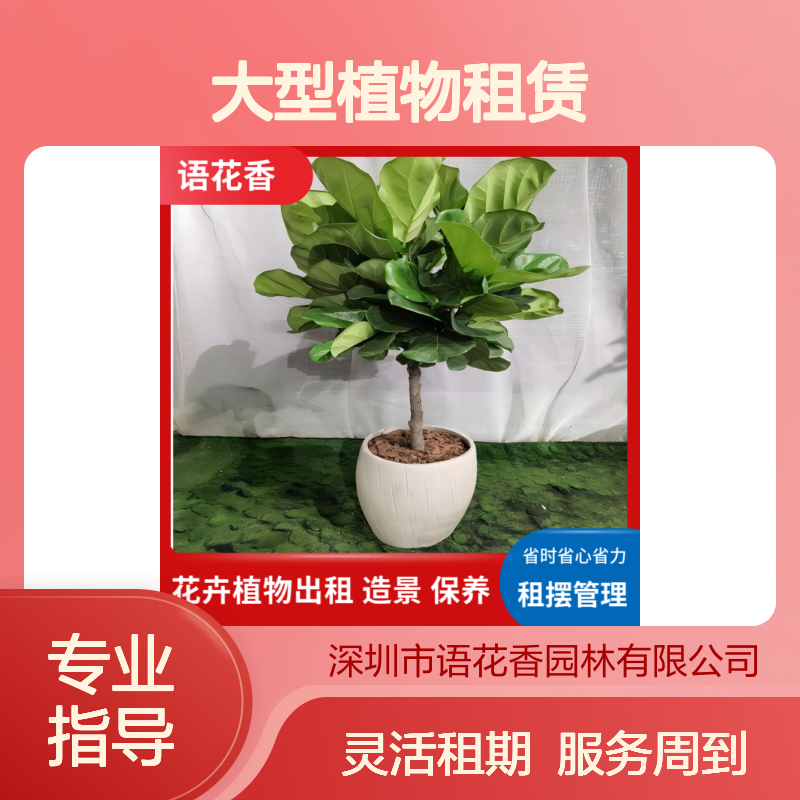 大型植物租赁服务 省时省心 绿植盆栽组合设计美观