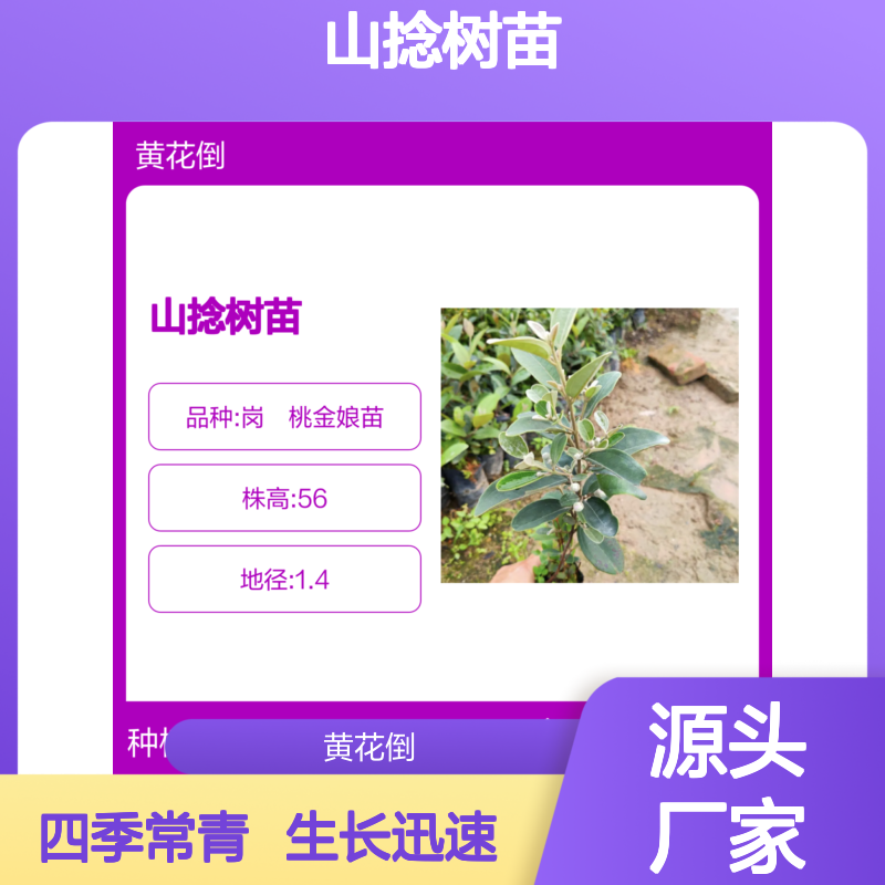 山捻树苗 绿化美化优选 批发供应 生长迅速 抗逆性强