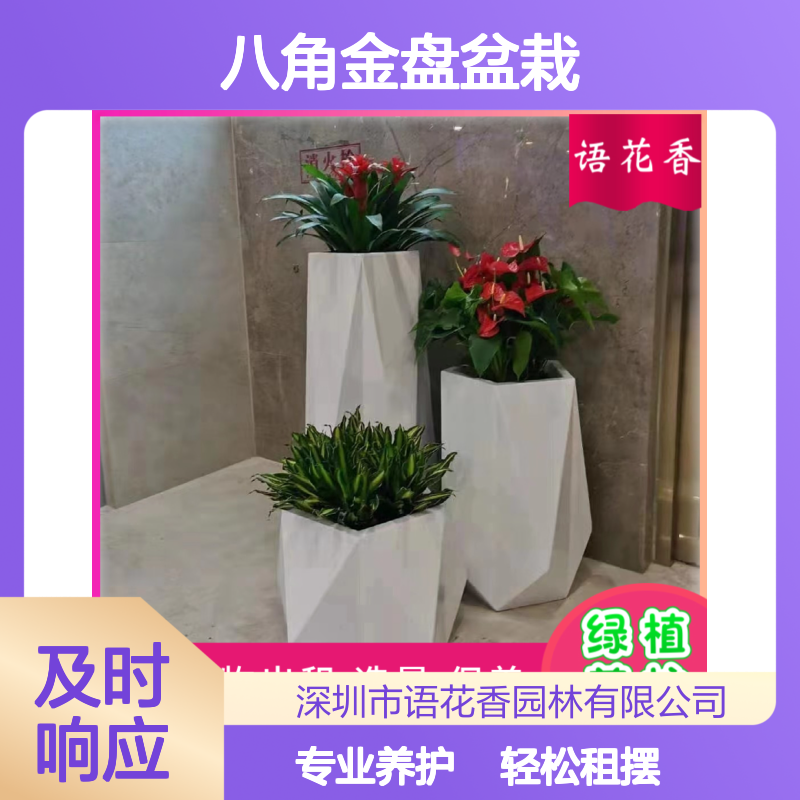 八角金盘铜钱草盆栽组合 办公室绿植租摆 长期短期灵活选择