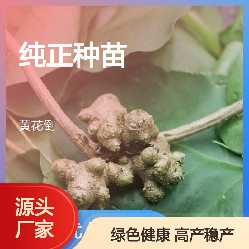 三 纯正种苗 高产稳产 绿色健康 科学管理 优质土壤
