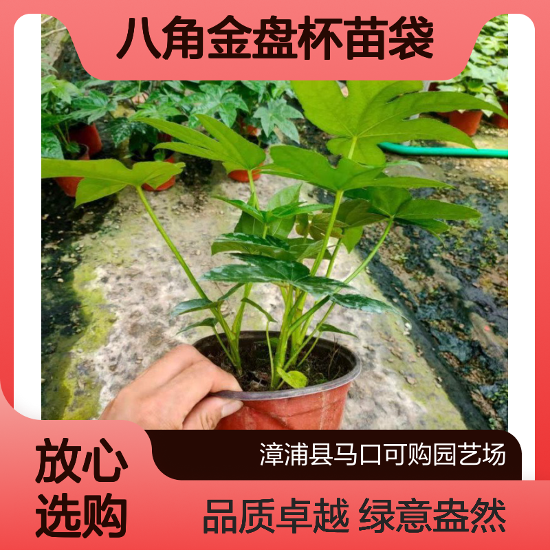 可购品牌八角金盘杯苗袋苗 1年树龄 12cm土球绿植 用于室内会场绿化