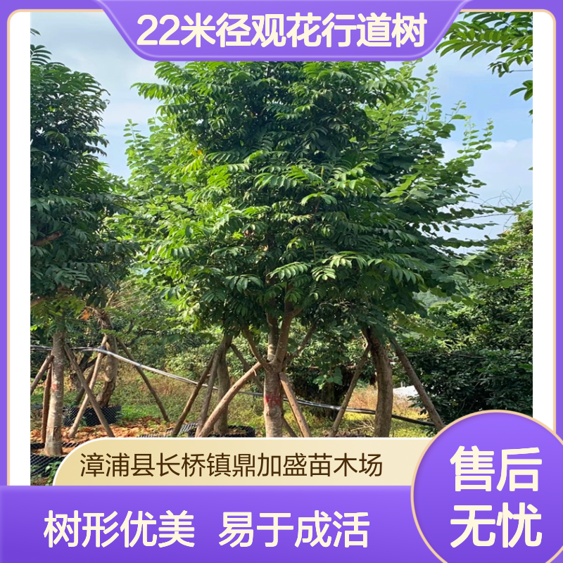 鼎加盛仁面子树常绿乔木 22米径观花行道树 喜温暖湿润露地栽培