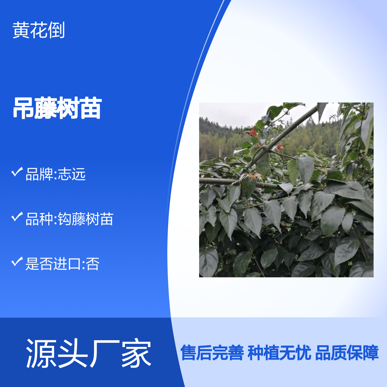 吊藤树苗 基地直供 种植指导 批发优选 常绿灌木