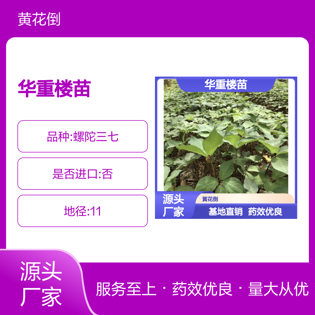华重楼苗 药效优良 种植专业 品质保证 规模宏大
