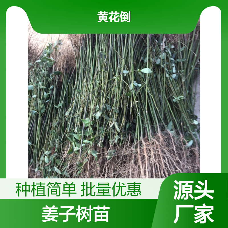 木姜子树苗 基地直供 批发优选 产量丰厚 栽培简单