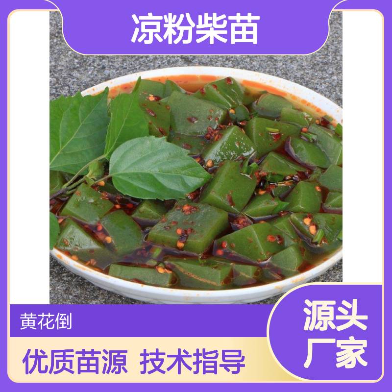 基地批发凉粉柴苗 全程技术指导十几年苗木培育经验