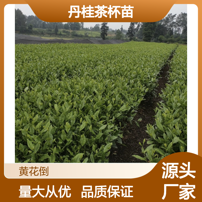 产地批发丹桂茶杯苗 全程技术指导十几年苗木培育经验