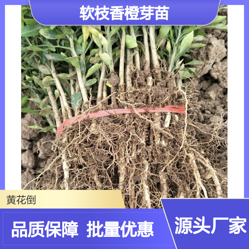 软枝香橙芽苗 批发果树苗 抗病抗碱耐旱 砧木优选