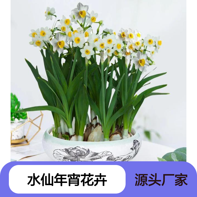 水仙年宵花卉 花香思议 一盆可以满屋香 花店盆栽 南韵竹风