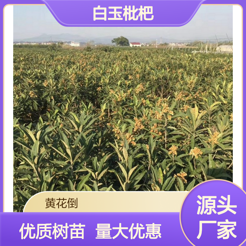 产地直供白玉枇杷直生树苗 多年生根系发达 成活高规格齐全