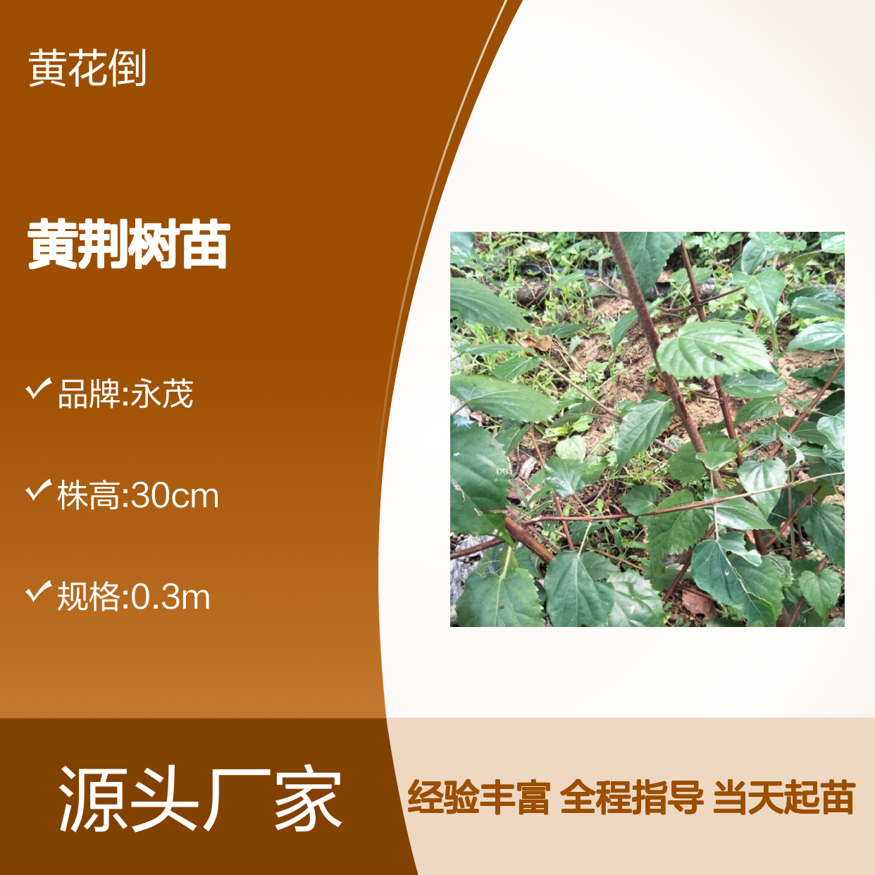 当天起苗当天发 黄荆树苗 全程技术指导 十几年苗木培育经验