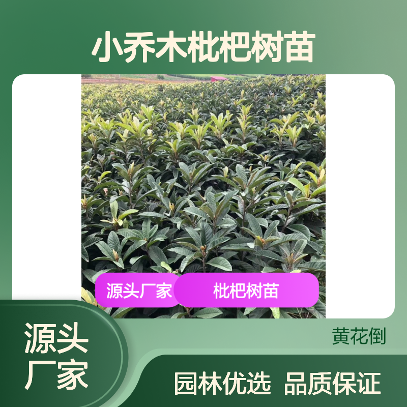 常绿小乔木枇杷树苗 园林种植 适应性强 果味甘酸