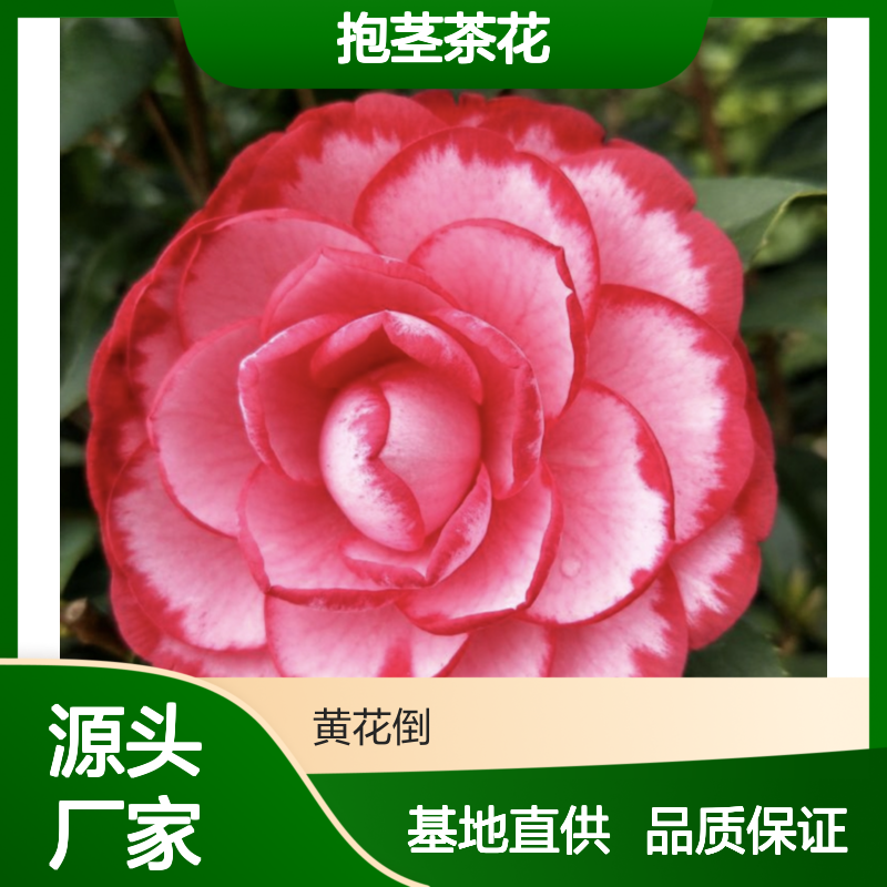 越南抱茎茶花树苗 批发基地直供 高空插条 四季常青