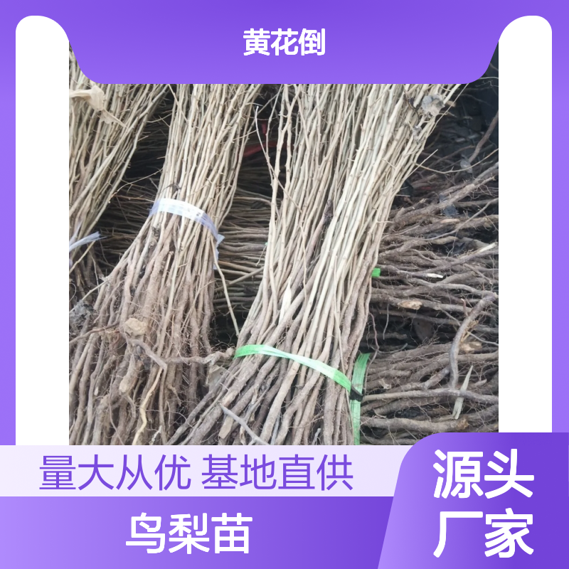 鸟梨苗基地直供 优质嫁接砧木 生长旺盛 抗病虫害