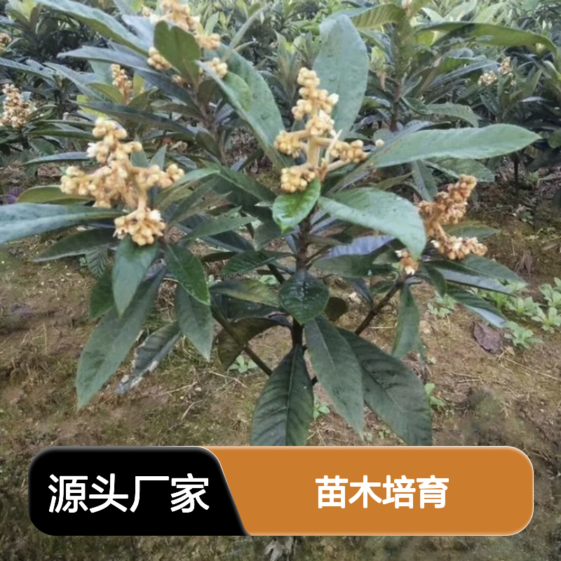 长虹枇杷直生树苗 全程技术指导 苗木培育经验