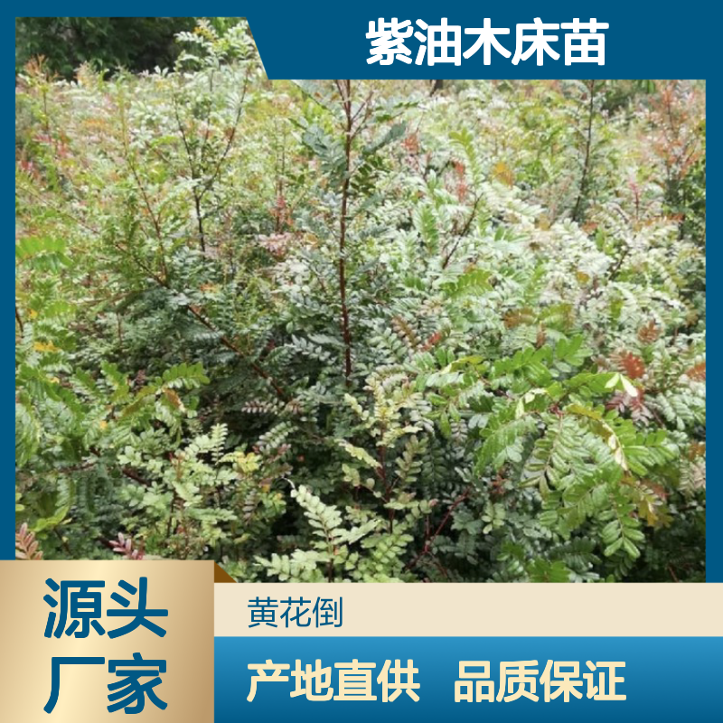 产地一手货源紫油木床苗 苗圃产地直供品质保证种植技术分享